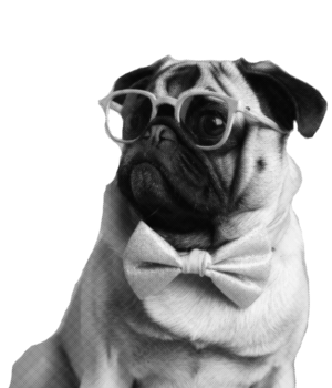 Hund